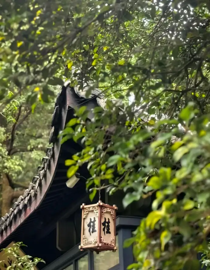 满陇桂雨