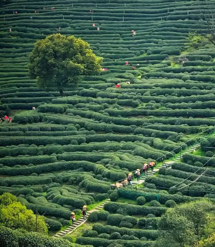 茶田