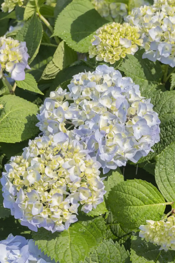 绣球花