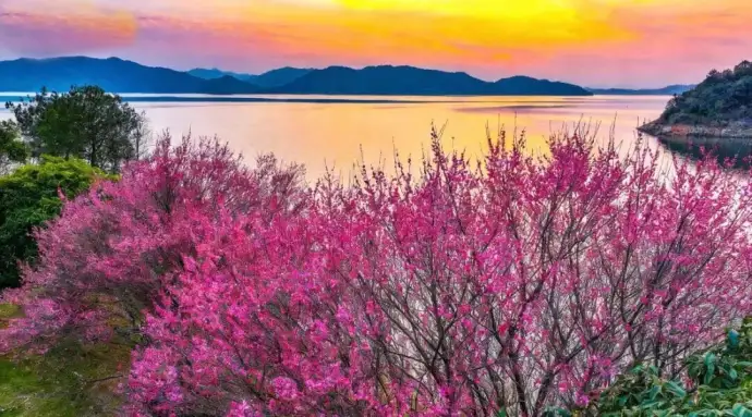千岛湖植物园