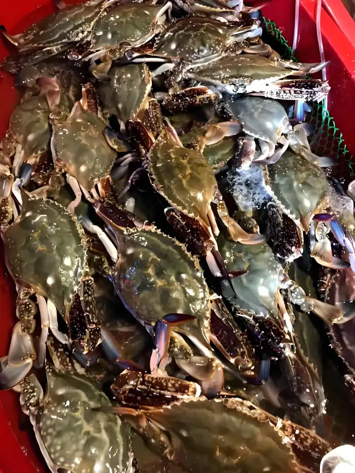 舟山美食全攻略｜海鲜排档+老字号+地道小吃合集，吃遍海岛鲜味儿不踩雷