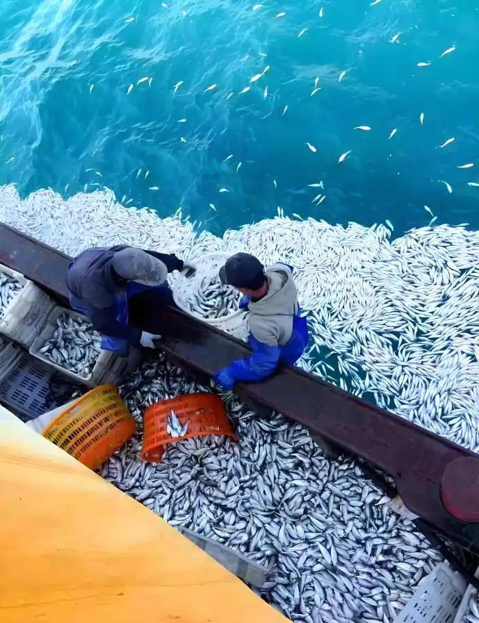 舟山美食全攻略｜海鲜排档+老字号+地道小吃合集，吃遍海岛鲜味儿不踩雷